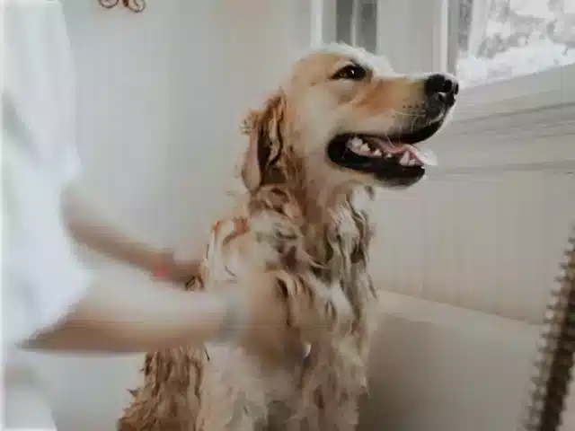 La mejor ducha para perros Hansgrohe